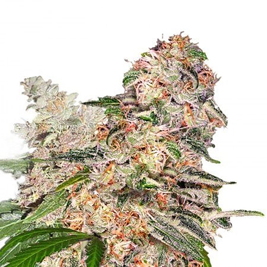 Ghost OG Feminized