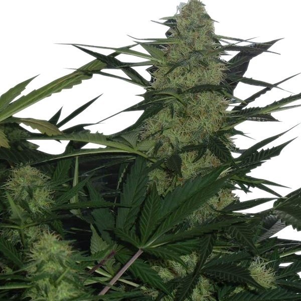 Great White Shark Feminized
