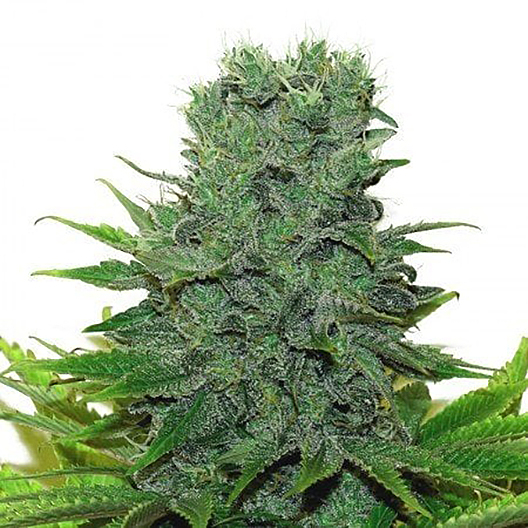 Hawaiian Haze Feminized