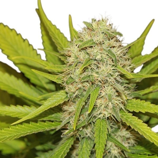Jack the Ripper Feminized