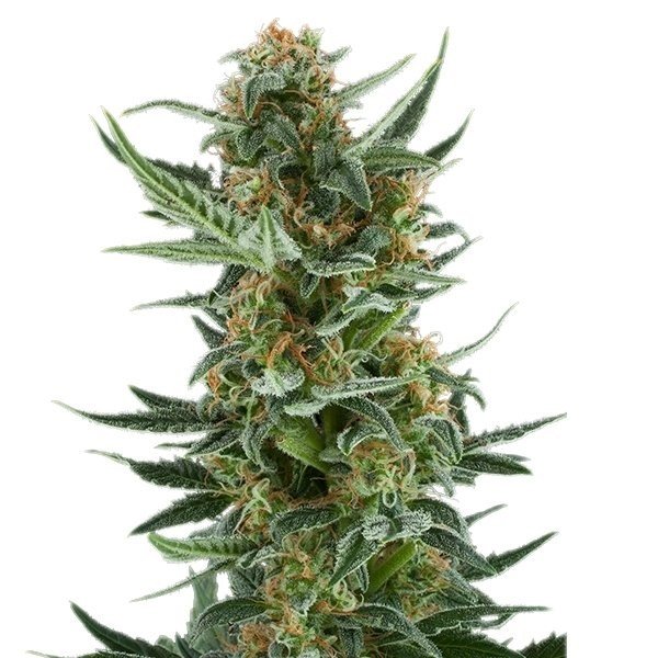 Lemon Jack Feminized