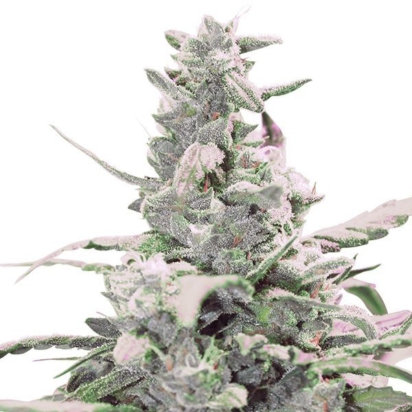 Master Bubba Auto