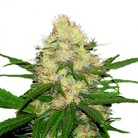 Papaya Feminized