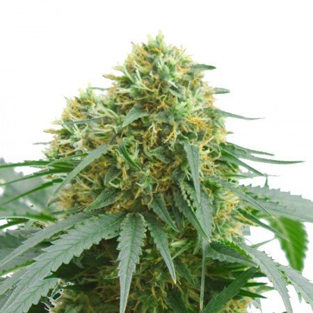 Raspberry Cough Kush Auto