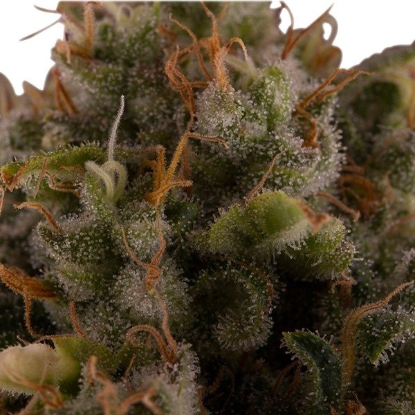 Tangerine Feminized