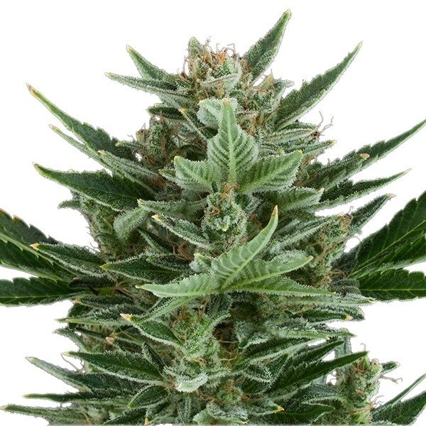 Tangilope Feminized