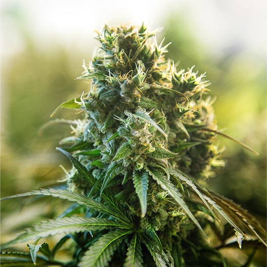 Dark Star Feminized
