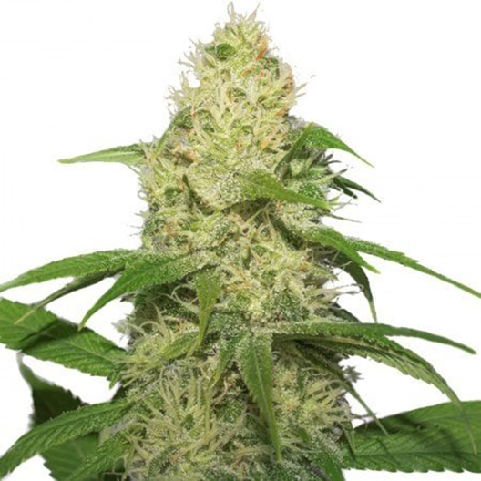 Bubbleberry Feminized