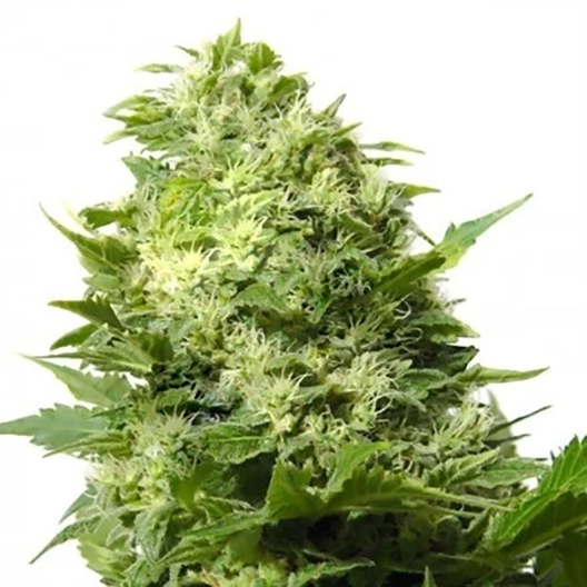 Cannalope Haze Feminized