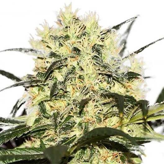 Goji OG Haze Feminized