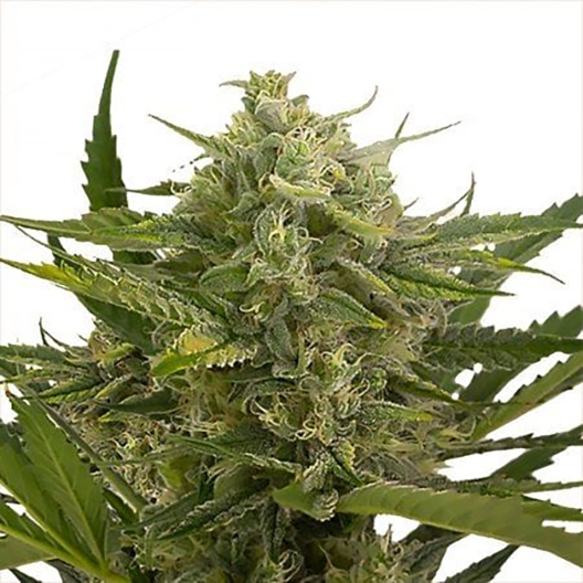 Head Cheese Feminized