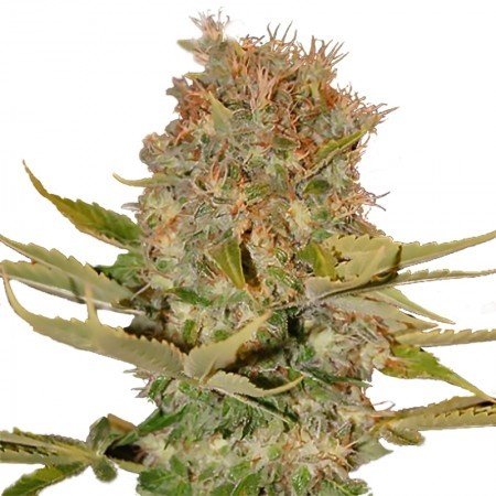 Lemon Kush Feminized