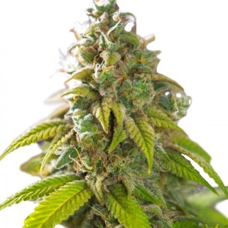 Lemon Thai Feminized