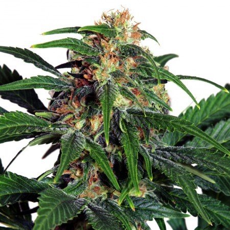 Orange Haze Feminized