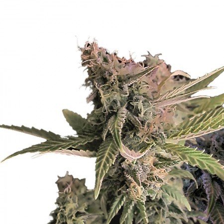 Pineapple Diesel Feminized