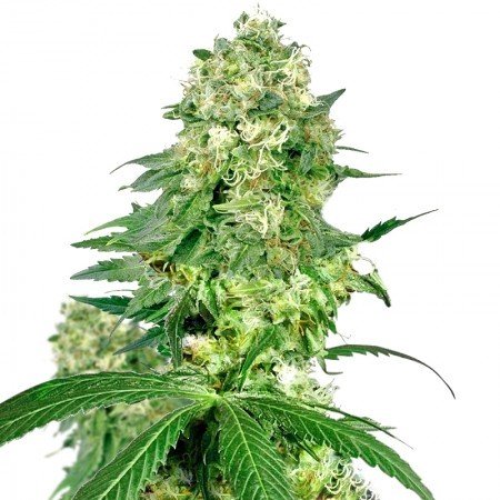 Pineapple Haze Feminized