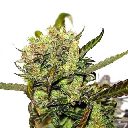 Pineapple Jack Feminized
