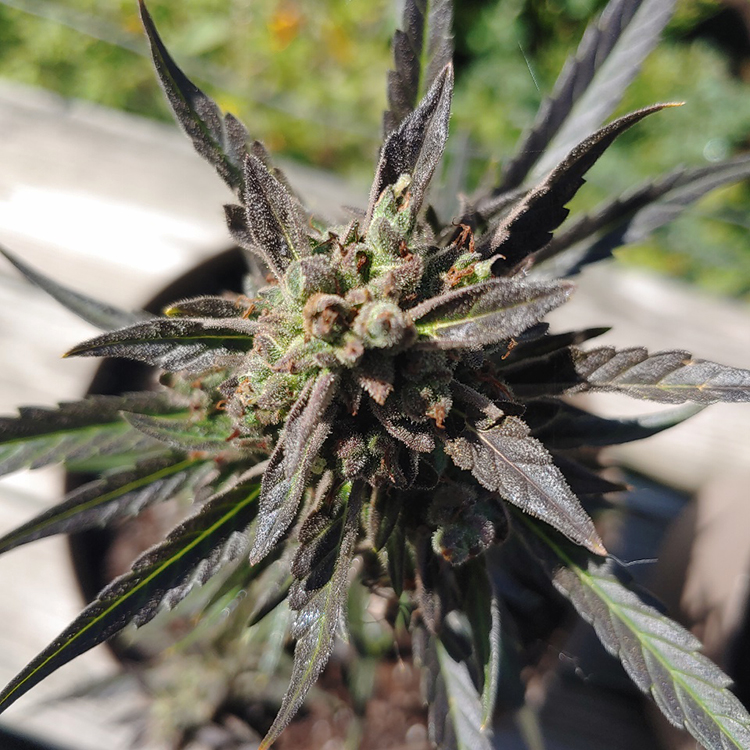 King Louis XIII Feminized
