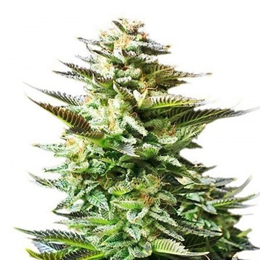 Afghani Bullrider Auto