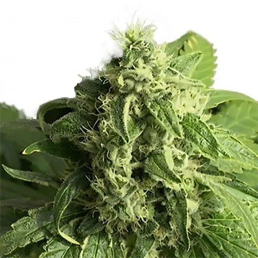 Atomic Northern Lights Feminized
