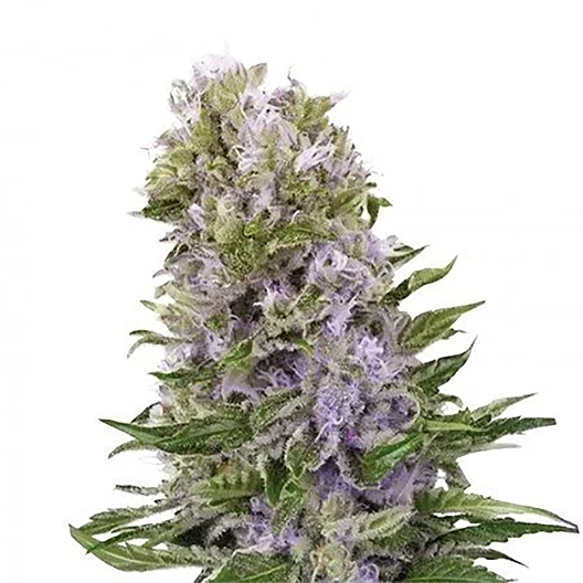 Golden Pineapple Feminized