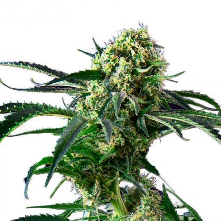 Pineapple Feminized