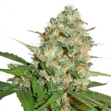 Pineapple Kush Auto