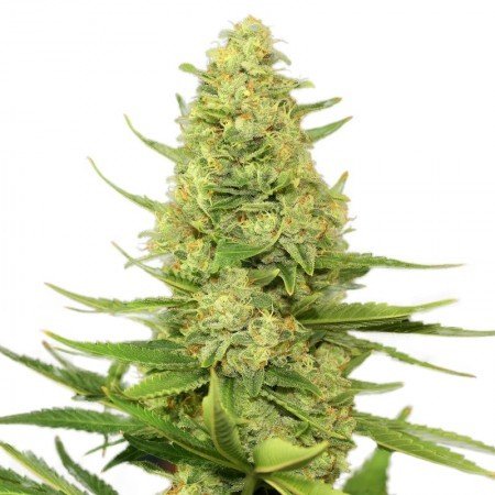 Strawberry Lemonade Feminized