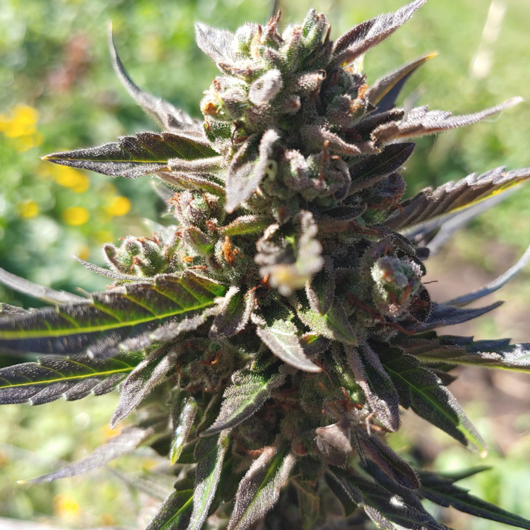 Casey Jones Feminized
