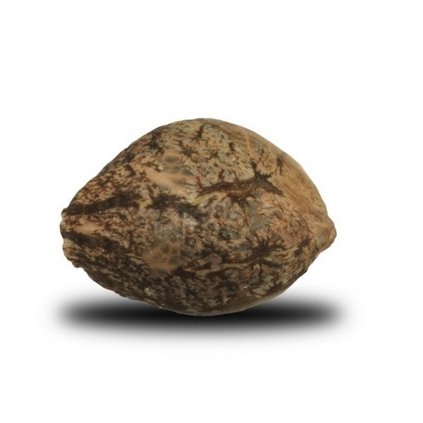 Pineapple Feminized — gallery image 3