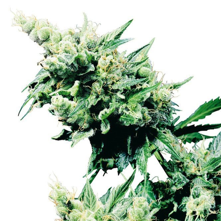 Alice in Wonderland Feminized