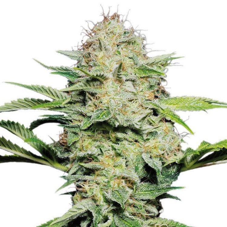 Shark CBD Feminized