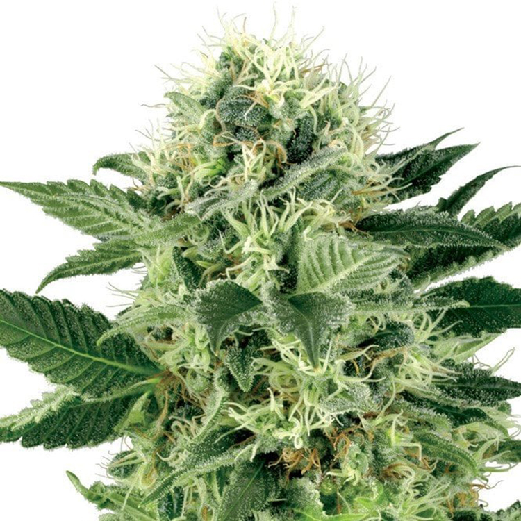 Cataract Kush Auto