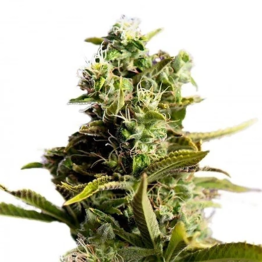Dogwalker OG Auto