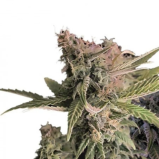 Donna OG Feminized