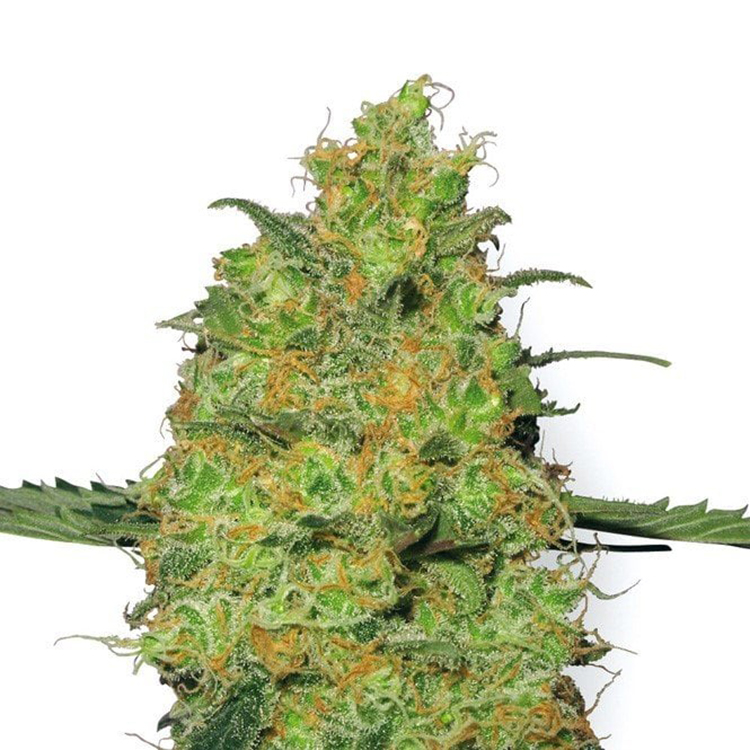 Huckleberry Feminized