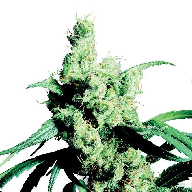 MediHaze Feminized