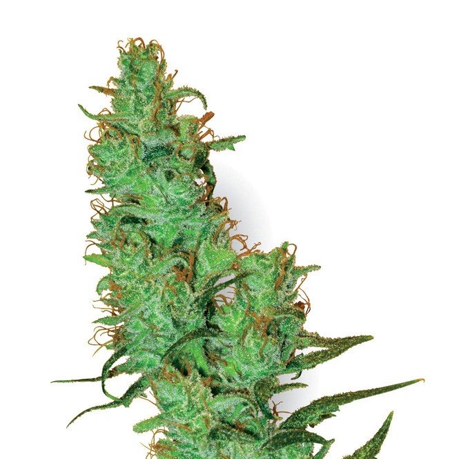 Montana Silvertip Feminized