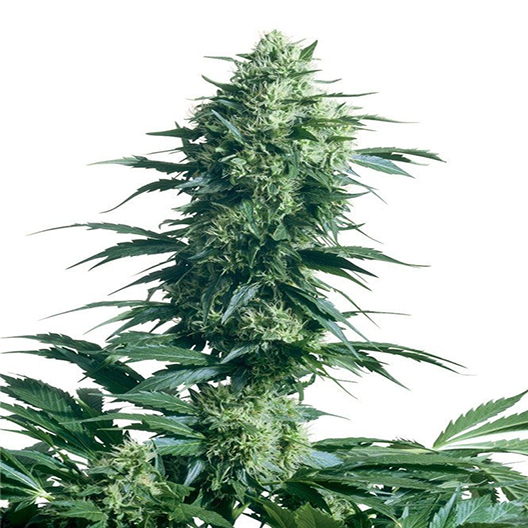 Pineapple Trainwreck Feminized