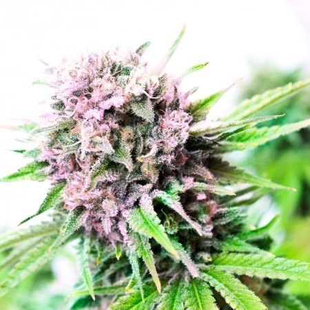 Purple Trainwreck Feminized