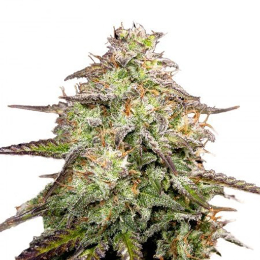 Snow White Auto