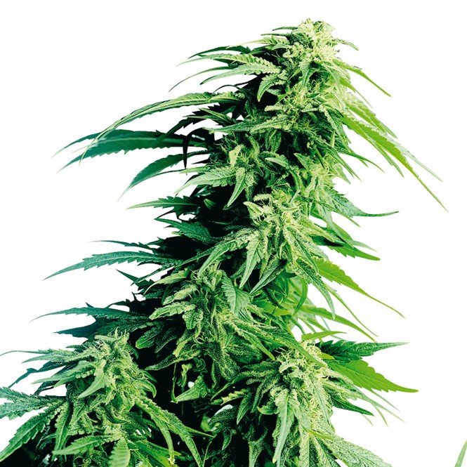 Super Sour Diesel Feminized