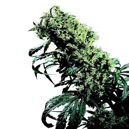Tora Bora Feminized