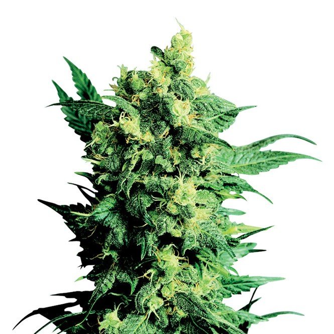 Willy's Wonder Auto