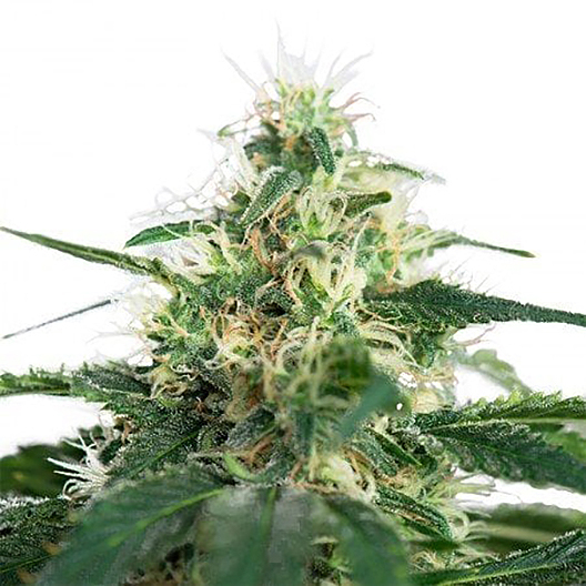 Dutch Dragon Feminized