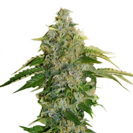 Sour Apple Auto