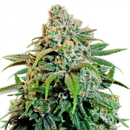 Tutti Frutti Auto
