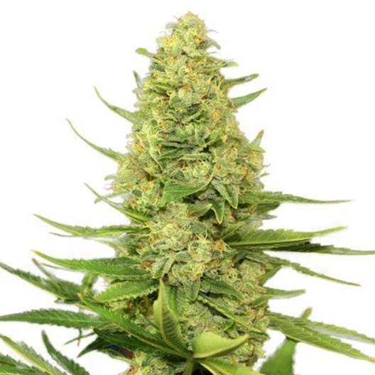 Blue Hawaiian Feminized