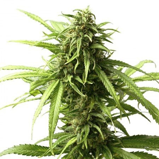 Blue Moon Rocks Feminized