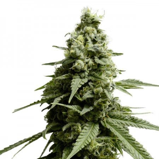 Blue Widow Feminized